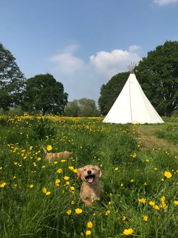 2 happy tipi puppies.jpg