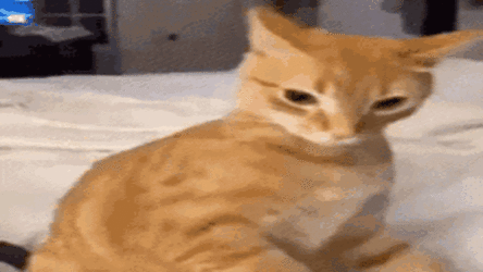 orange-cat-behavior-orange-cat.gif