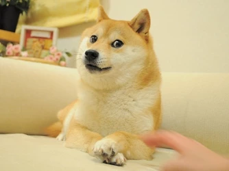 doge real.jpg