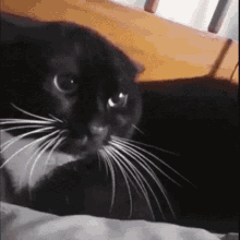 cat-cat-violence.gif