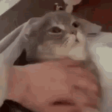 cat-bite-cat.gif