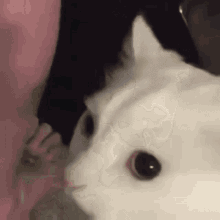 thurstoncat-thurston.gif