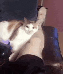 cat-bite.gif