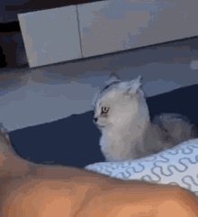 slow-cat-bite-cat-bite-slow.gif