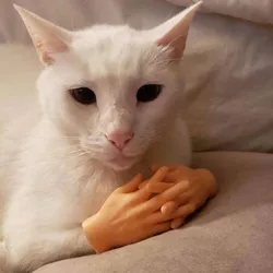 Cat-Hands-3.jpg