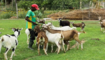 goats.png