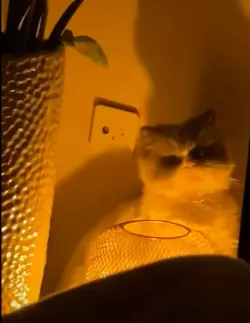 darkevilcat.png