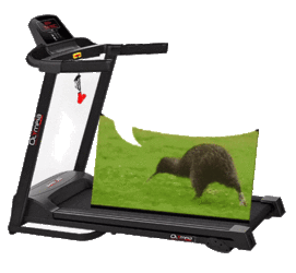 kiwi on treadmill.gif