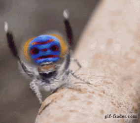 yes.gif