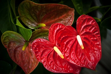 anthurium+flower[1].jpg