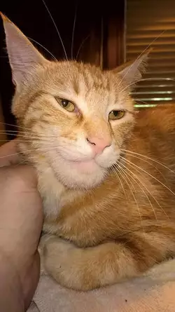 gigachad-cat-v0-mfrsimrgvi1c1.jpeg
