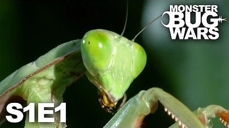 MonsterBugWars.jpg