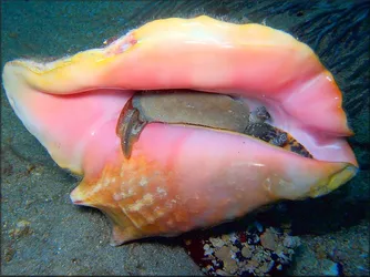 fbafb3c9e992b56b8b07b4d01d3ba447--national-animal-conch[1].jpg
