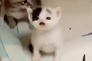 seigheil.png
