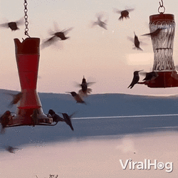 a-flock-of-hummingbirds-swarms-feeders-bird.gif
