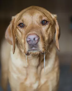 Slobber mutt: The mutt with the slobber on him