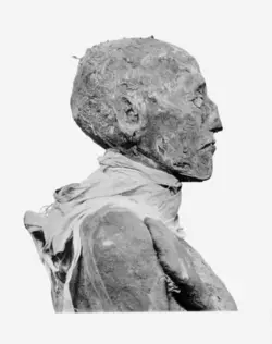 ramses-iii-mummy-profile.png