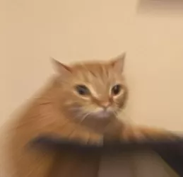 whooshy.cat.jpg