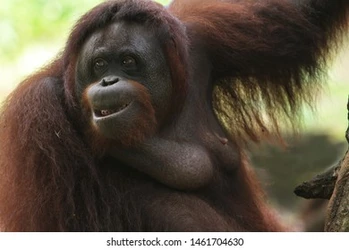 adult-orangutans-like-laughing-alone-260nw-1461704630[1].jpg