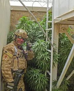 CIA weed.jpeg