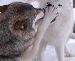 2wolves2.jpg