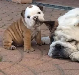 bulldog puppy.jpg