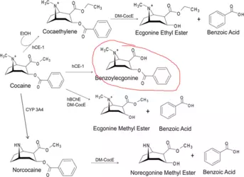 cocainemetabolites.png