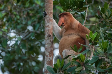 proboscis_6.jpg