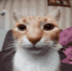 cat-staring-at-camera-fr.gif
