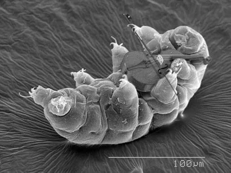 tardigrade violin.JPG