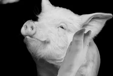 piggy.png