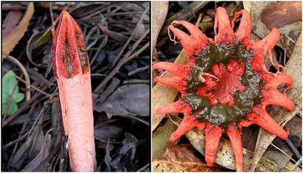 stinkhorns.jpg