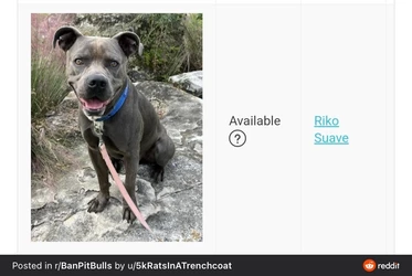 stupid_dog.jpg