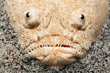 staring-to-stars-whitemargin-stargazer-uranoscopus-sulphurous-gili-picture-id471468575-2654869...jpg
