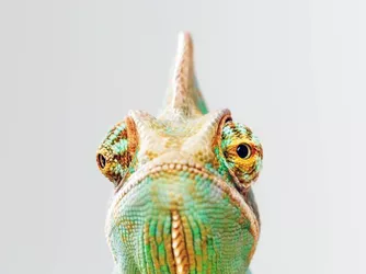 green-chameleon-portrait.jpg