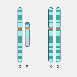 Y-chromosome_dyn.jpg