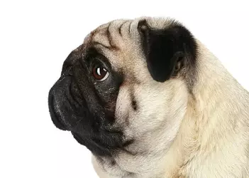 pug-dog-profile.webp