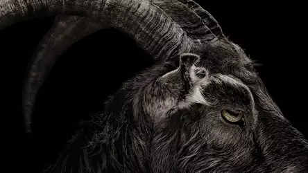 witch_2015_0.webp