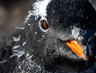 gentoo.jpg