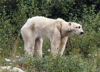 80104_polar_bear.jpg