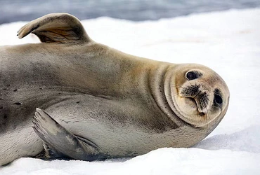 furseal copy-001.jpg