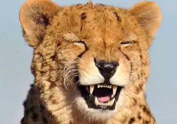 laughing cheetah.jpg