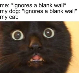 What can they see.jpeg