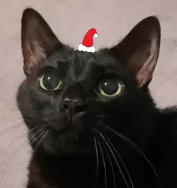 xmascatstatue.png