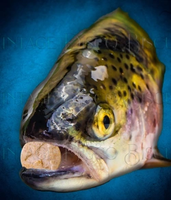 xTroutmouth.jpg