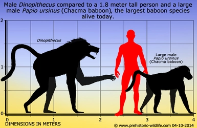 dinopithecus size chart.jpg