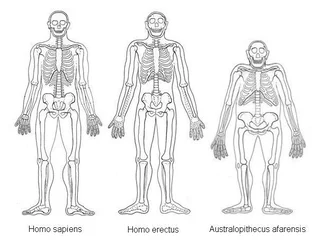 australopithecus size chart.jpg