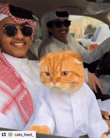 cat-car (1).gif
