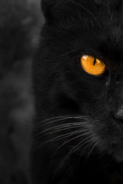 sooncat10-001.jpg