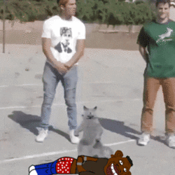 sneed floyd cat.gif